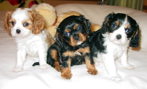 king charles cavalier spaniel  I just please have one already??