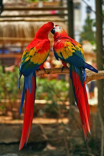 Kissing Parrots - Cute Couple