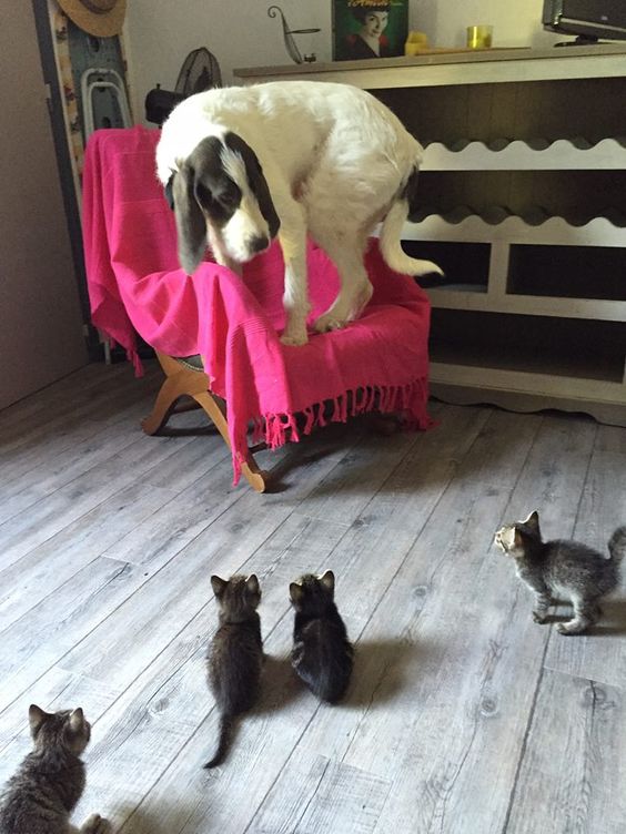 Kittens sure can scare a dog.