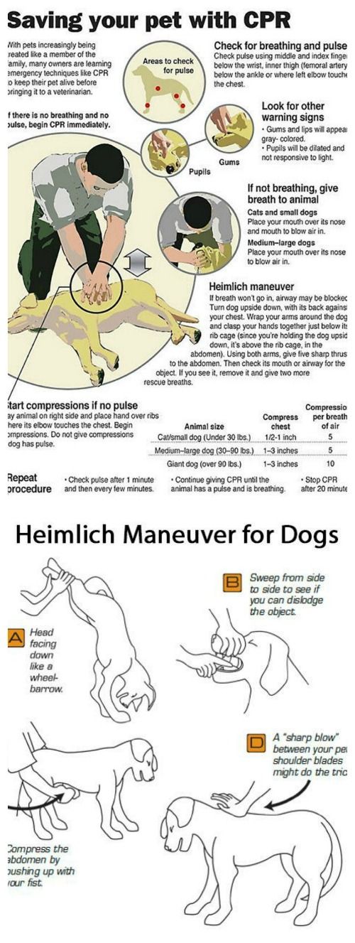 Know how to save your dog’s life with these CPR and Heimlich Practices and Tips & Hacks For Your Dog ...that you wish you knew a long time ago on Frugal Coupon Living.