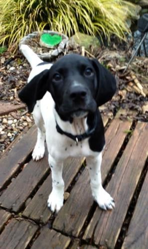 Kohl is an #adoptable German Shorthaired Pointer Dog in #Charleston, #WVIRGINIA Kohl is a 3-month old black/white GSP puppy. He entered foster care with his brother and ... ...Read more about me on @