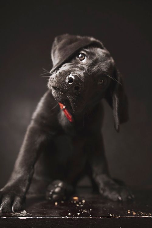 Labrador ~ By Costas Diamantis