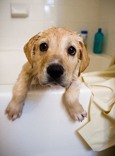 Labrador Retriever bath time