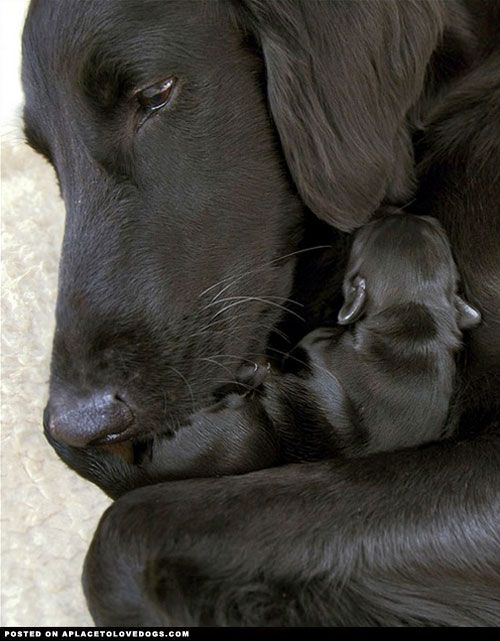 Labrador Retriever Cuddling Her Baby