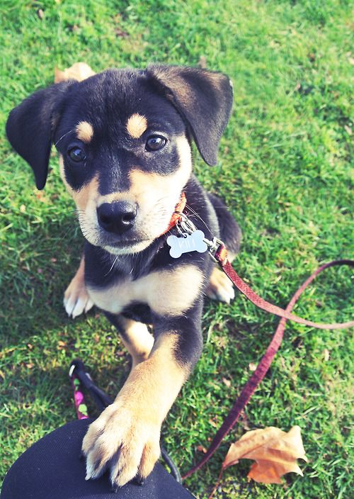 Lab/Rottweiler mix. Yes please. How adorable
