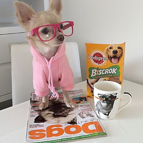 Lazy Saturday catching up with my copy of dogs monthly #chihuahua #chihuahuas #chihuahualove #chihuahuasofig #chihuahuafanatics #beautiful #puppy #dog #dogstagram #dogsandpals #dogsmonthly #dogsofinsta #dogsofinstagram #dogs_of_instagram #dogscorner #dogsoninstagram #dogsofinstaworld #lazy #saturday #weekend #love #disney #princess #frozen #Elsa #bestoftheday #bestfriend #coffee