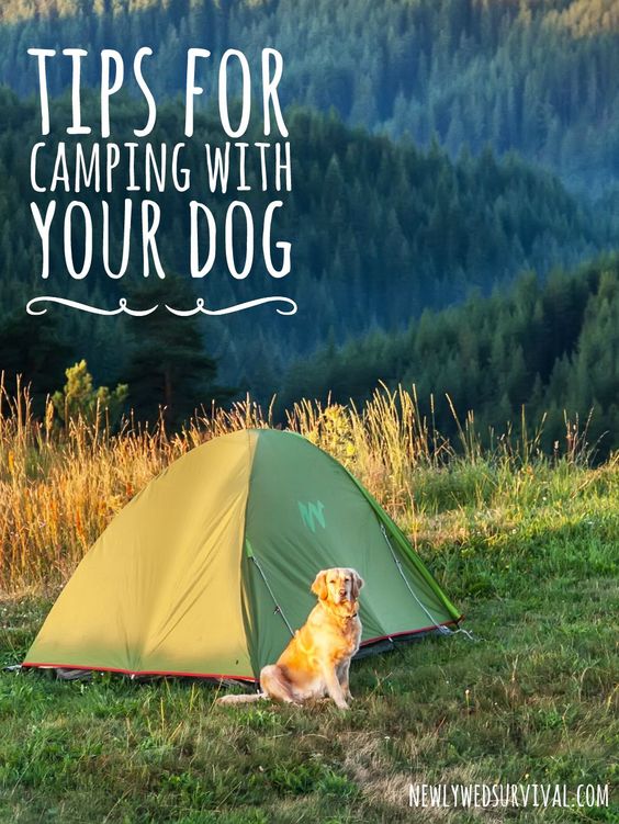 Learn from my mistakes! Things I wish I knew before camping with my dog #PinnacleHealthyPets #ad
