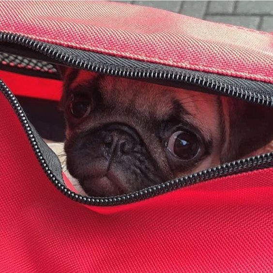 Lemme out! I'll be a good puppy I promise! | photo by @thelovelypuddles by pugbasement