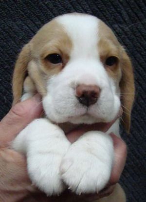 Lemon beagle