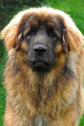 Leonberger This is the next dog my husband wants to get. Check it out and get a look at its size. Holy moly, and they're like a lap dog! Big, burly lovebugs like the Berners. And they don't druel!.
