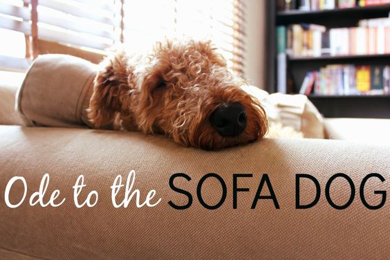 Letting the Dog on the Couch: An Ode to the Sofa Dog