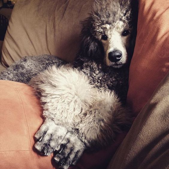 Life's rough with no job and all day to nap. #standardpoodle #standardpoodles #silverstandardpoodle #silver #akc #puppiesofinstagram #dogsofinstagram #puppy
