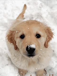 Little Golden Retreiver Pup