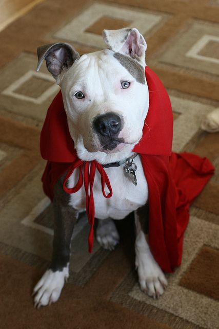 Little Red Riding Pittie