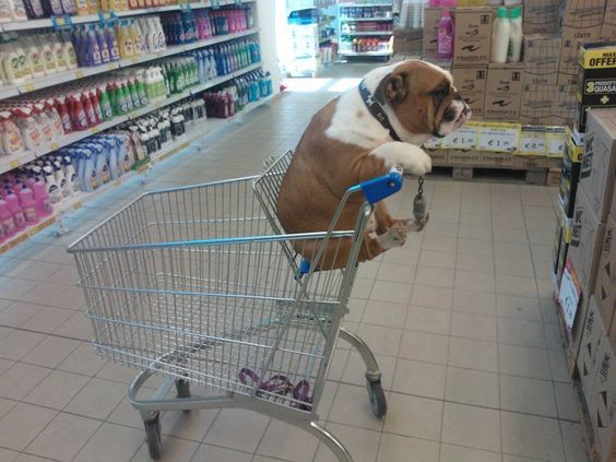 LMAO shop til ya drop #englishbulldog #dog