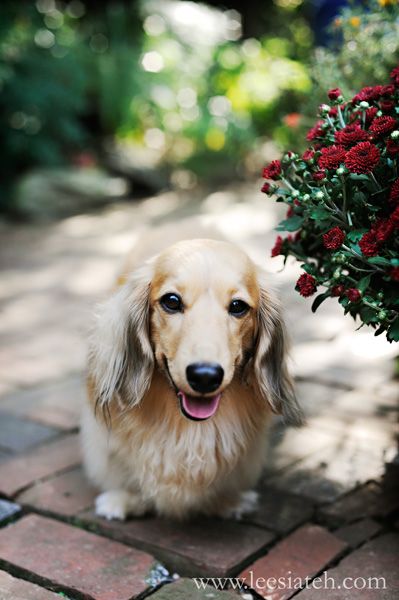 long haired blonde doxie