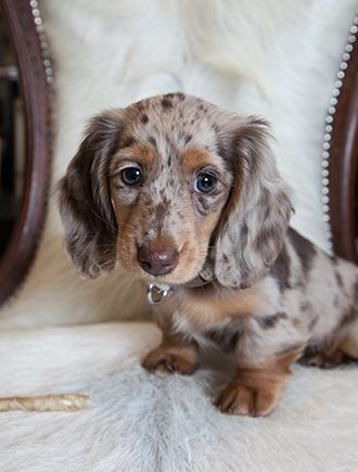 long haired dachshund puppies - Google Search