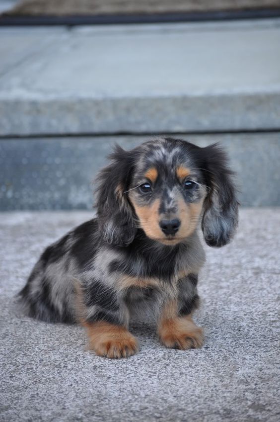 long haired dapple dachshund | Show us your pups thread - Overclockers UK Forums