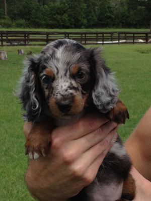 Long-Haired Miniature Dachshund ... love her color!