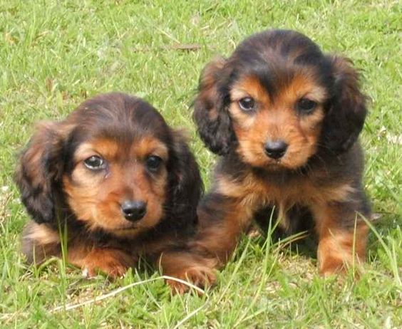 longhaired dachshund puppies