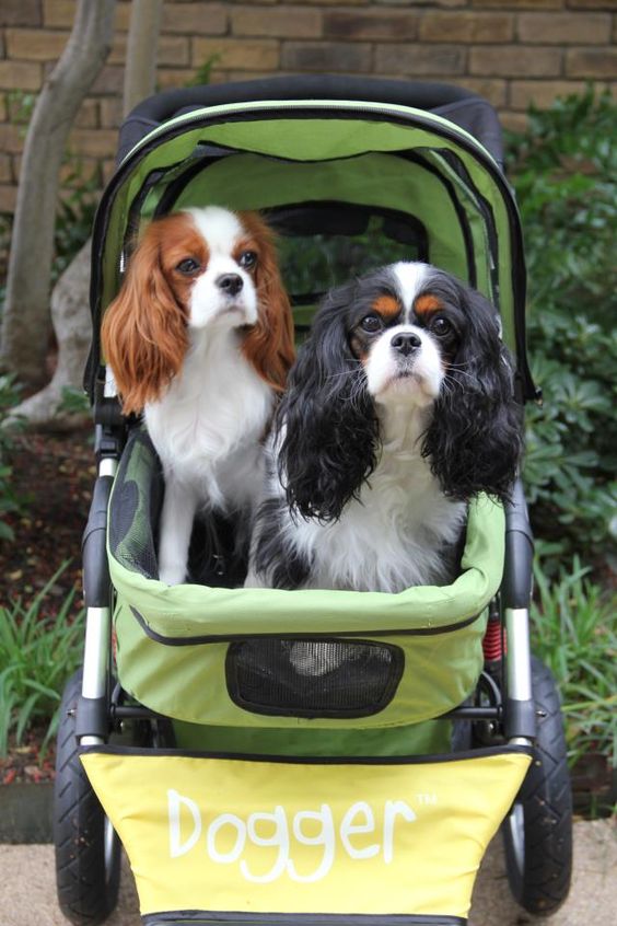 Look at this gorgeous pair Pascha and Izzy, enjoying their Dogger. It's a beautiful sight! :) #cavalier