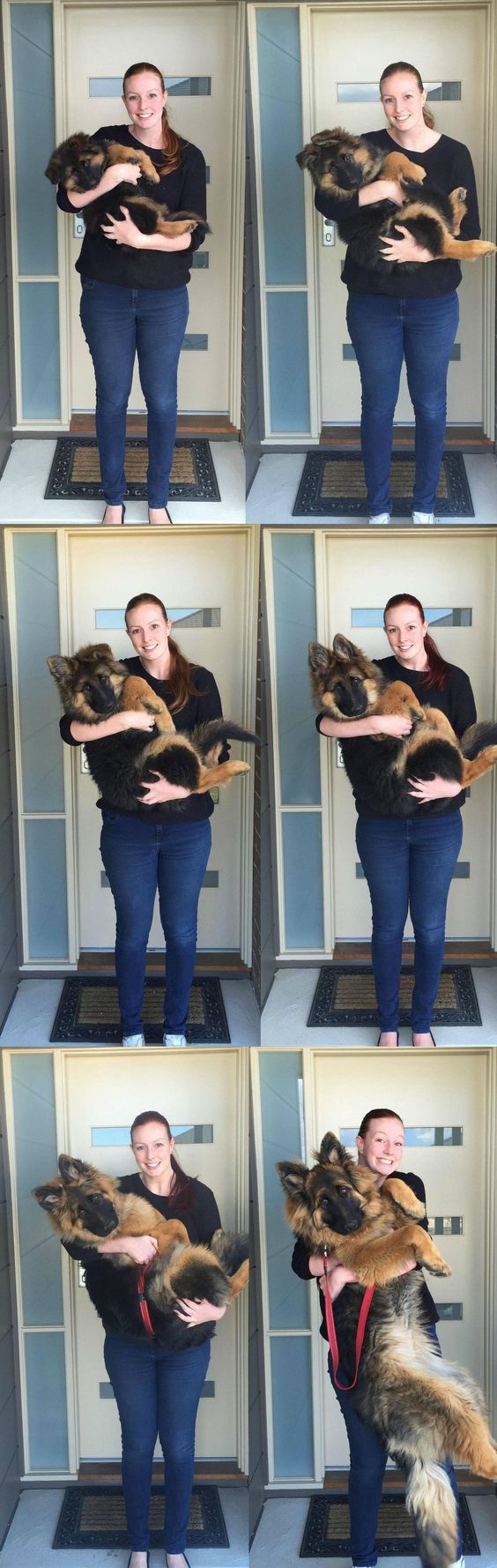 Look at this incredible series of photos from proud pet owner Ashley Lewis, showing what time and love does to a dog. In only 6 months, her lil' 8-week-old German shepherd blossomed from a wee puppy who could easily fit her arms to a hulking big puppy who probably has trouble fitting on the couch.