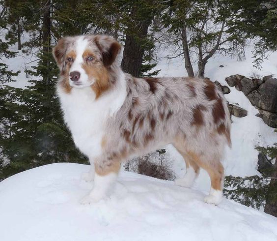 Looks like my Allie dog. Aussies are the best.