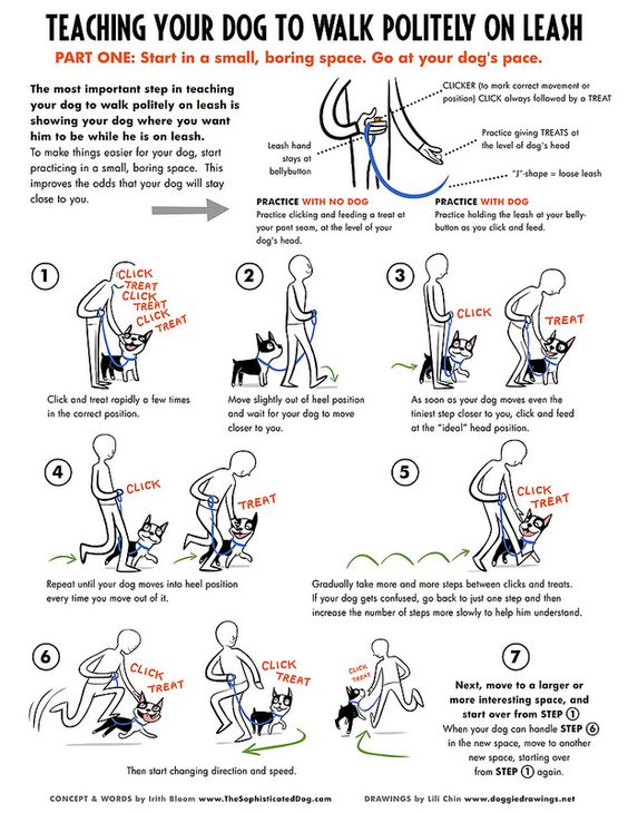 Loose Leash Walking- the trick is, can you teach two dogs at a time?
