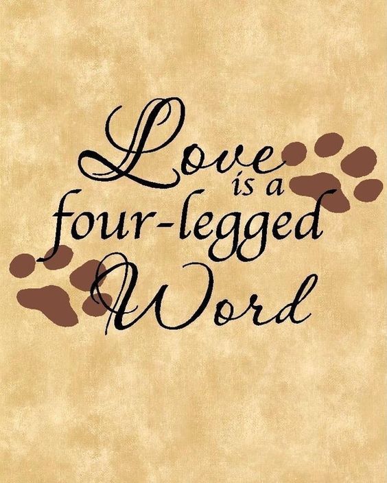 Love Is A Four ~ Legged Word ...