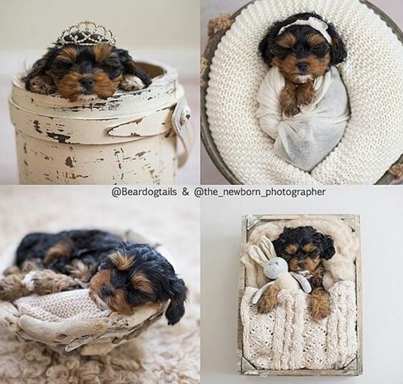 Love Love  little puppy swaddled in our Cotton Ivory Dream Wrap! Oh it doesn't get any cuter than this!!!! Thank you to Valerie Ackerman Photography for these amazing images! | Photo Props | Custom Photo Props | Pet Photography | Pet Photography Prop | Pet Portraits | Pet Props | Baby Photography Props | Prop Vendor | Newborn Photography Props | Yorkie Puppy | Cute Puppy | Tiara |