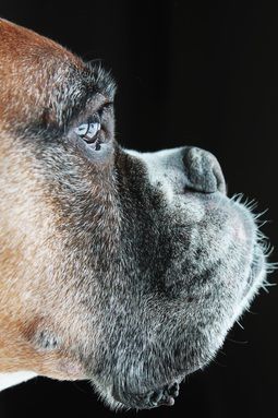 Love they're gray whiskers #boxerlove
