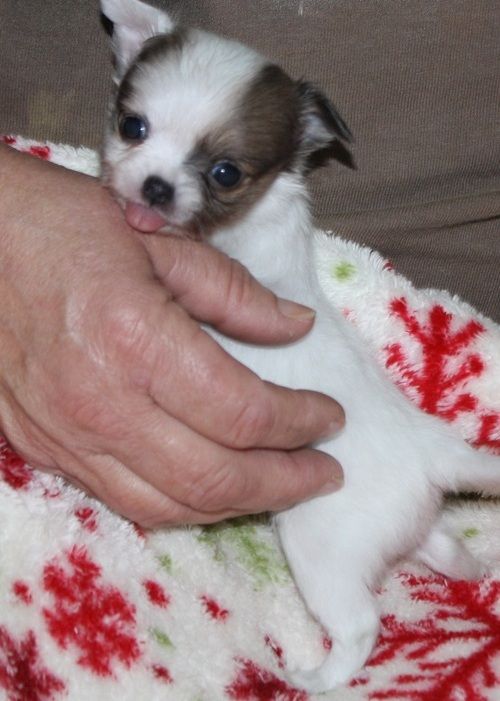 Lovely And Cute Teacup Chihuahua Puppy