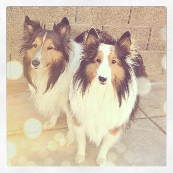 #lucky to have two good #boys #harley #hugo #shelties #dogs #puppies #mansbestfriend #furbaby #fmsphotoaday  #potd #pets #animals #family #pictapgo #picfx