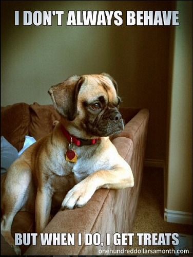 lucy the puggle dog