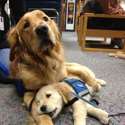 Luther Comfort Dog and Isaiah Comfort Dog (In Training). [Lutheran K-9 Comfort Dogs in Newtown, CT]
