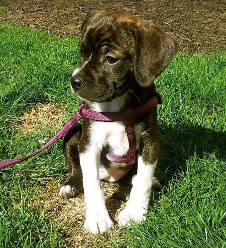 Maddie the Beagle/Boston  want her!