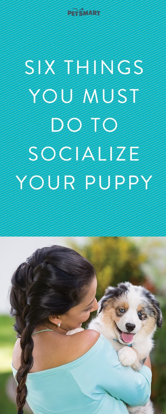 Make sure puppy playtime is always happy with these socialization tips.