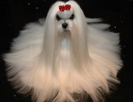 Maltese grooming,Maltese puppy breeders, breeding top quality Maltese Pet and Show dog puppies❤ ❤ ❤