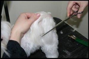 Maltese pet grooming 12