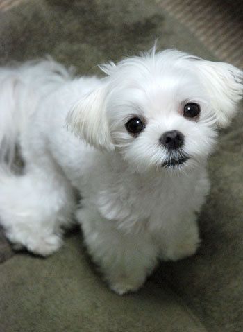 Maltese- the best ever. Looks like my baby except she's cuter