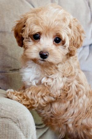 Maltipoo puppy ~ popular cross between a Maltese and Poodle, known for fun-loving and affectionate