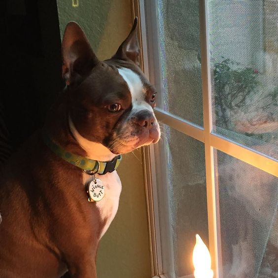Mama says I look good in the candlelight!!! I just want to know why she went running with another dog??? #btcult #bostonterriers #btlove #bostonlove #bostonterriersofinstagram #bostonparentsunited #bostonterrierclub #bostonterrieroverload #ilovemydog by sweet_olive_may
