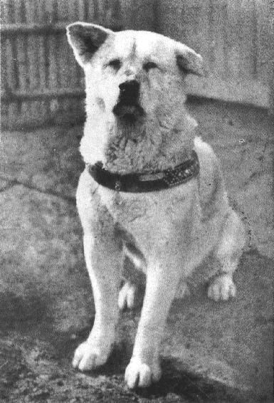 March 8, 1935: Death of Hachiko. Hachiko was an Akito dog adopted by a professor at the University of Tokyo, who became a symbol for steadfast loyalty when he continued to wait for his master at the train station every day -- for 9 years after the professor's death. Articles about the remarkable loyalty of the animal helped to repopularize the breed, which had dwindled to only 30 purebreds in Japan. His story is primarily known to Westerners through the 2009 Richard Gere movie, 