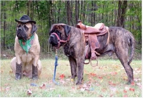 mastiff cowboy!! This could be the greatest pin of all!