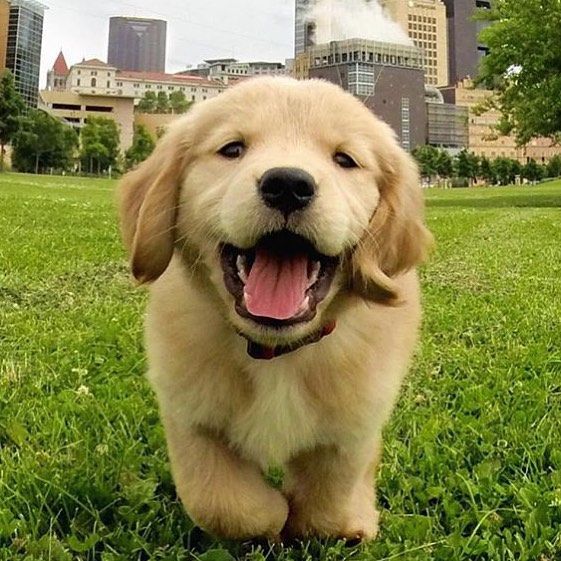 May 2016 be as Happy as this dog #welovegoldens by goldenretrievers_