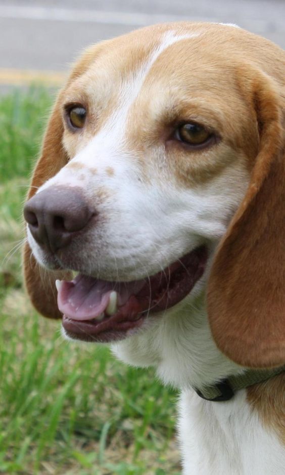 Meet Dottie, a Petfinder adoptable Beagle Dog | Pomeroy, OH | Dottie is a sweet beagle girl. She loves people and other dogs. She is around 2-3 years old