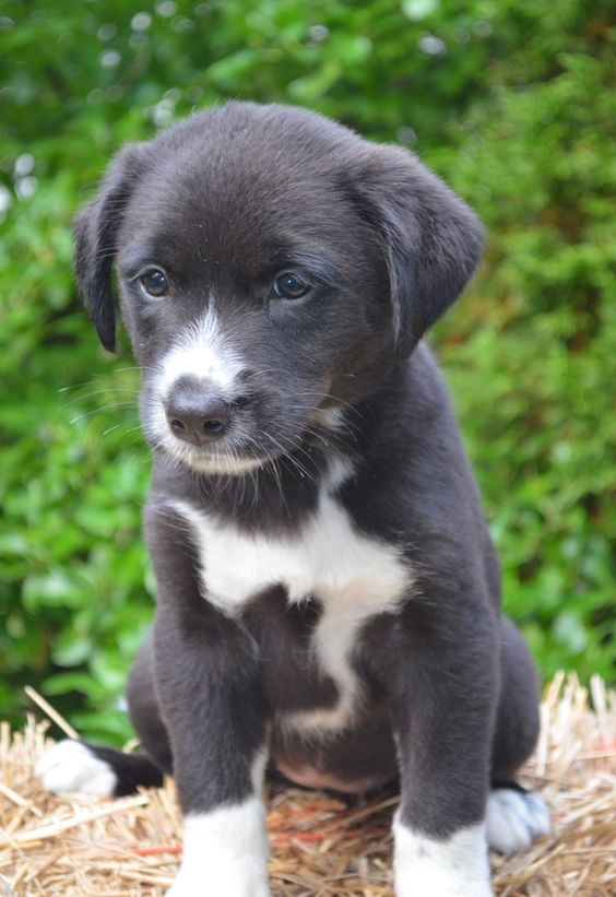 Meet Josie! She is a beautiful 8 week old female, Border Collie/Lab mix puppy that was rescued from a kill shelter in TN. She has a great personality and loves everyone. Josie is very gentle with young children and gets along with other dogs
