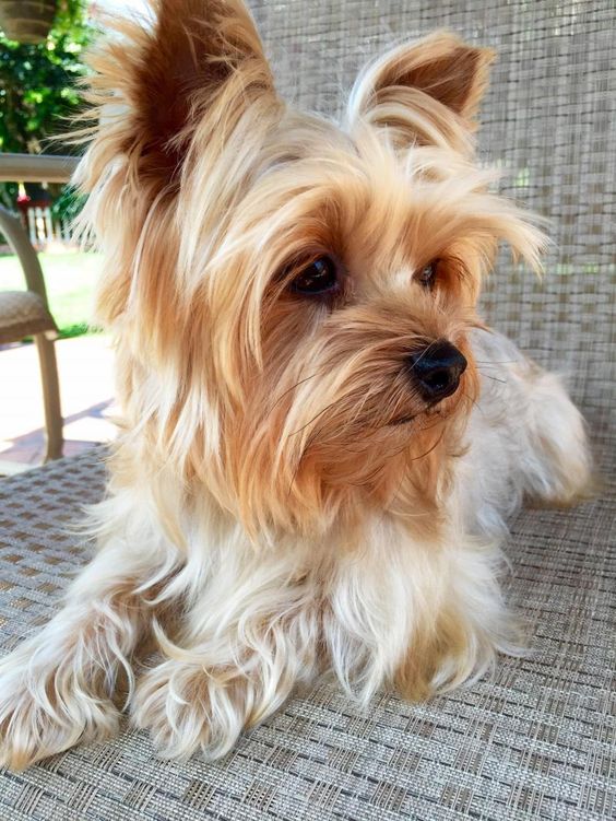 Meet MILEY, a Petfinder adoptable Yorkshire Terrier Yorkie Dog | Encino, CA | Meet Miley, a 3 year old,  lbs purebred Yorkie. Miley was adopted several months ago but 