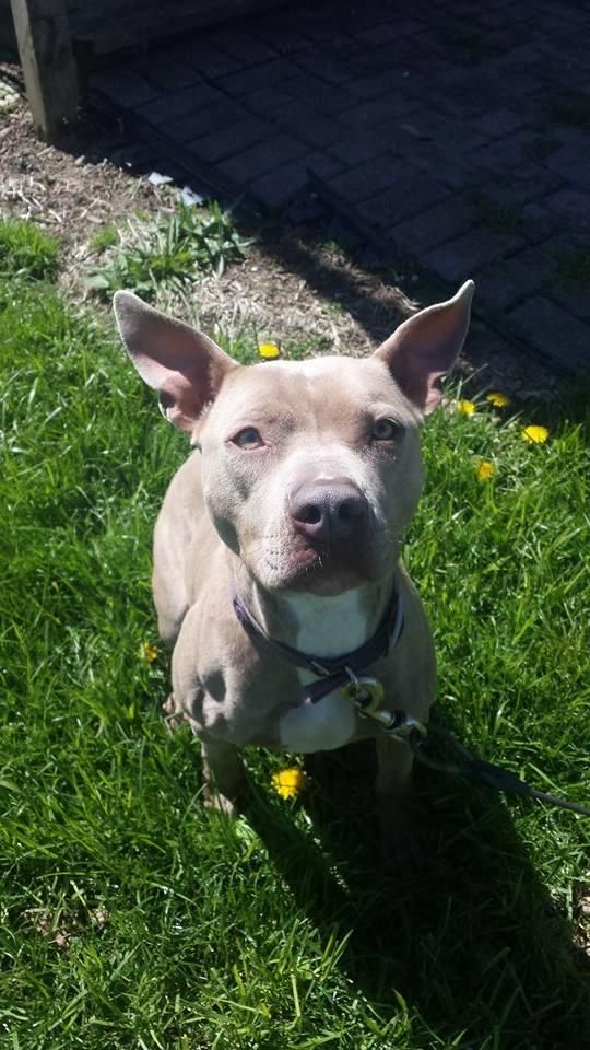 Meet Paisley, a Petfinder adoptable Pit Bull Terrier Dog | Xenia, OH | Paisley is a unique dog in so many ways! Not only her gorgeous color but her 