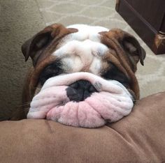 Meet Popeye the Bulldog!